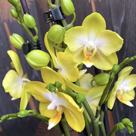 Phalaenopsis Sogo Pride Yellowcup Sp01 Floraria Secret Garden Sg