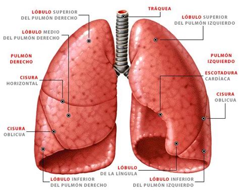Anatomía De Los Pulmones Ubicación Forma Y Partes Resumen ImÁgenes