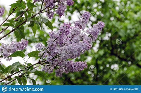 Blooming Lilacs On A Branch Of A Bush Stock Photo Image Of Leaf