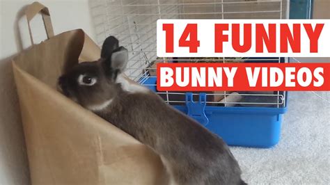 14 Funny Bunny Videos Awesome Bunnies Compilation Youtube