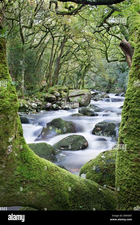 Moss Covered Rocks And Trees Framing A View Along The River Plym In