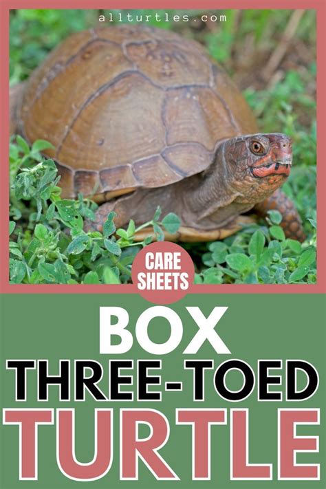 Box Turtle Care Sheets Artofit