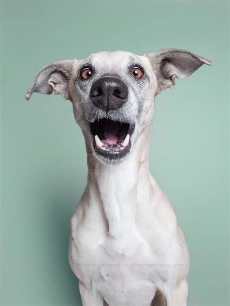 Expressive Portraits Of Dogs Presenting Their Playful Personalities