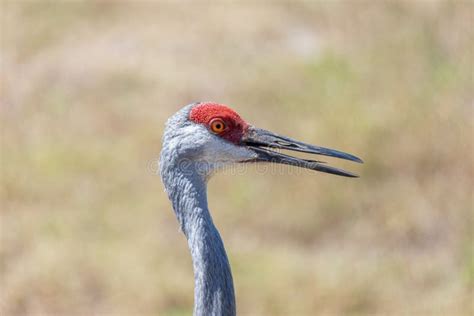 Closeup Of The Head Of A Sandhill Crane Antigone Canadensis With Beak