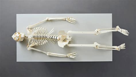 This Book Lets You Build Your Own Human Skeleton