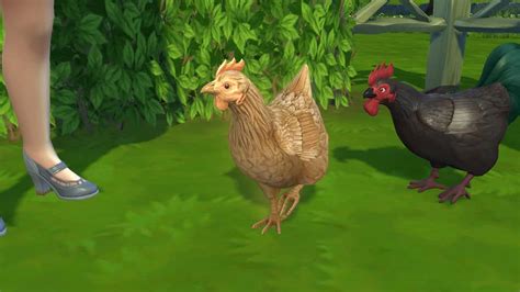 How To Clean Chickens In Sims 4 A Guide To Keeping Your Coops Tidy