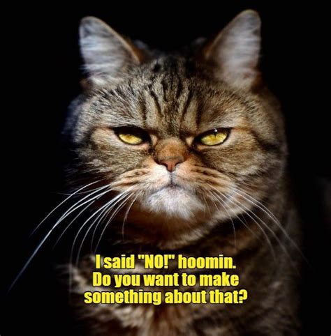 Well I Guess Not Hehe Lolcats Lol Cat Memes Funny Cats