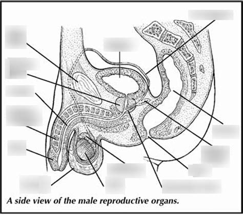Lab Final Male Reproductive Structures Diagram Quizlet