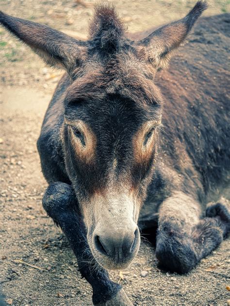 Donkey Animal Wildlife Free Photo On Pixabay Pixabay