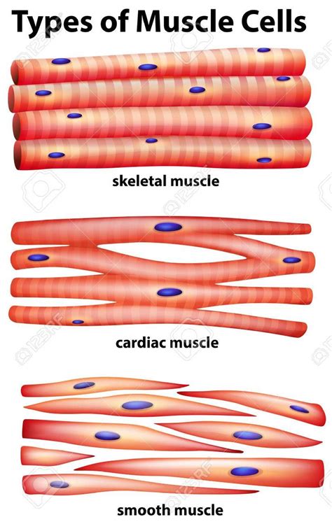 The major features of smooth and skeletal muscle are outlined separately below, but actual lecture may skip back and forth. Diagram showing types of muscle cells illustration | Types ...
