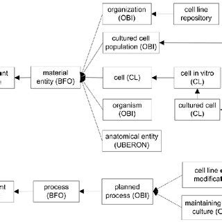 The Top Level CLO Hierarchical Structure And Key Ontology Terms Terms