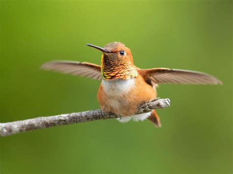 Rufous Hummingbird Migration A Complete Guide Birdfact