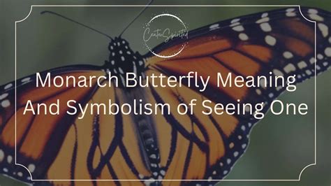 Monarch Butterfly Meaning And Symbolism of Seeing One