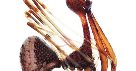 Today I Learned The Pelican Spiders Exists And Know You Know Youre Welcome Album On Imgur