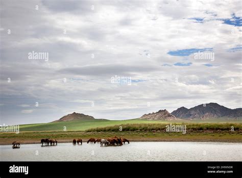 A Herd Of Wild Horses Drink Water From A Pond In The Gobi Desert Stock