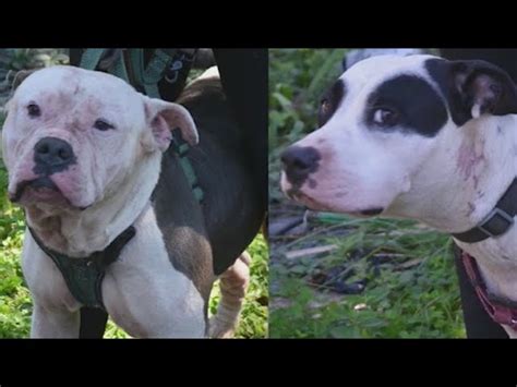 Update On Pit Bulls Who Mauled The Right Wrong Doer The News Beyond