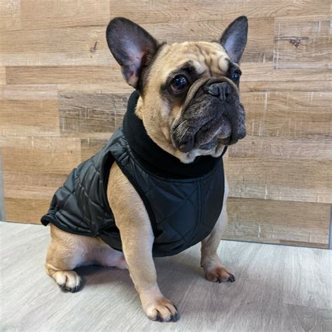 Avoid merle french bulldogs and other trends. 2020 Monaco Coat for French Bulldogs - Black - Boston Pet ...