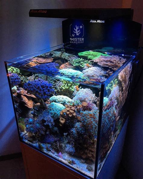 The Nano Reef Blueprint Mister Nano Reef Coral Aquarium Saltwater