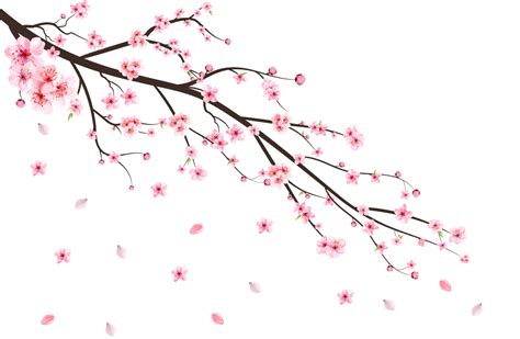 Cherry Blossom With Watercolor Sakura Flower Cherry Blossom Leaves Falling Realistic Sakura