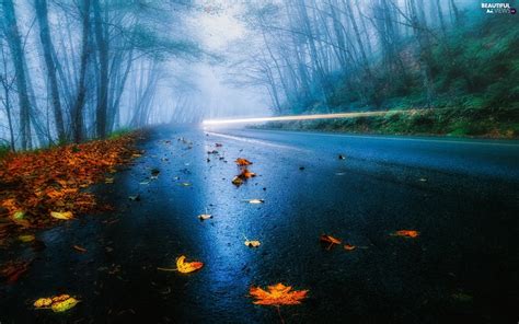 Leaf Autumn Forest Fog Way Beautiful Views Wallpapers 1920x1200