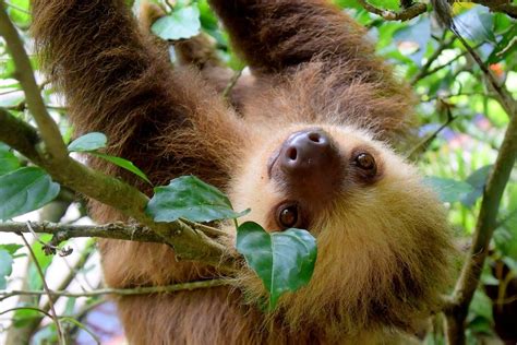 Best Places To See Sloths