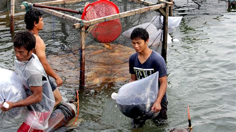 Terjadinya pencemaran air bisa terjadi di lingkungan sekitar kita. Sertifikasi Budidaya Ikan dan Ancaman Pencemaran Kawasan ...