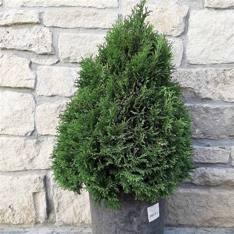 Holmstrup Eastern Arborvitae 2 Container Grimms Gardens