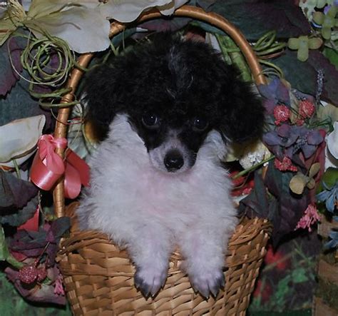 We did not find results for: Another party poodle | Poodle puppy, Teacup poodle puppies ...
