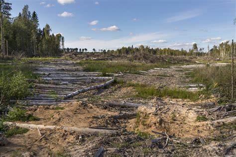 What Is Happening To 100 Million Hectares Of Forests In Russia