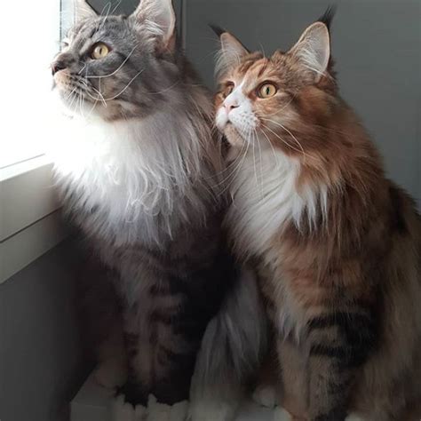 15 Interesting Facts About Maine Coon Cats Page 3 Of 3 Petpress