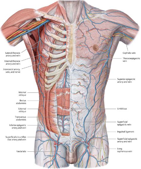 Anatomy Of Chest Area Muscles Of The Thoracic Wall D Anatomy Images