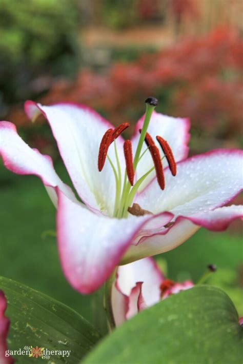 Top 22 Fragrant Flowers For A Heavenly Smelling Garden Gardentipshub