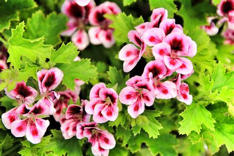 How To Grow Scented Geraniums In 2020 Mosquito Repelling Plants