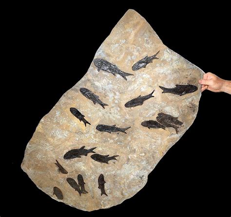 Large Group Of Paramblypterus Permian Fish Fossils For Sale At Auction