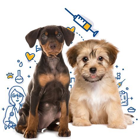 Vaccination prices dog vaccinations (includes office visit) cat vaccinations economy pet clinic. Dog Vaccinations - Mercy Pet Clinic