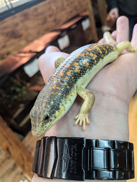 How Awesome Is This Skink Pet Lizards Reptiles Amphibians