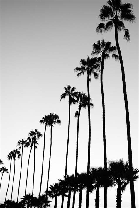Black And White Photography Palm Trees Bathroom Wall Art