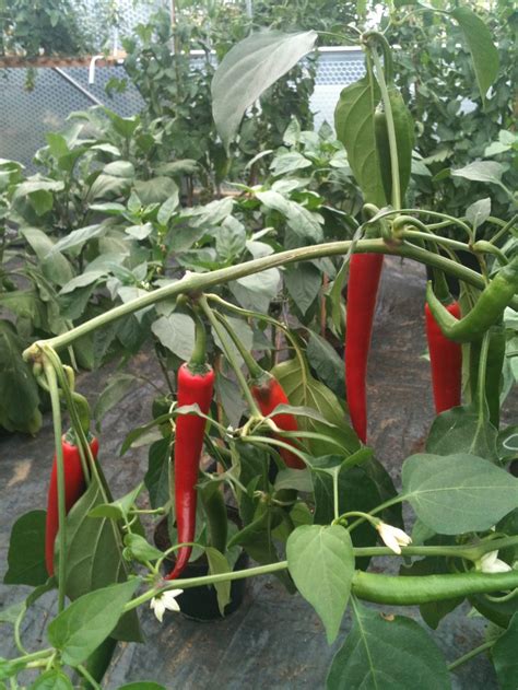 Red Peppers Growing On The Vine In A Greenhouse