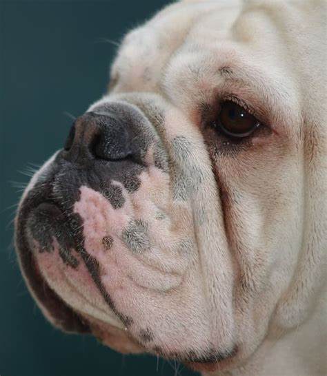 304 English Bulldog Profile Photos Free And Royalty Free Stock Photos