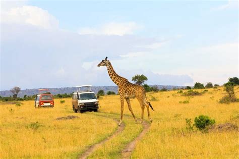 Maasai Mara Kenya Safari Tour Zicasso
