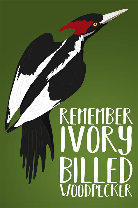Remember Ivory Billed Woodpecker Show The Bird Nerd In You With This