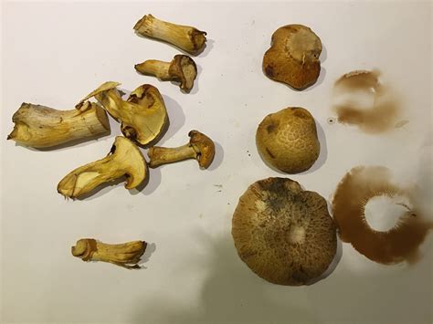 Id Request Gymnopilus Junonius Identifying Mushrooms Wild