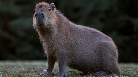 Earths Largest Rodents Were Smaller Than We Once Thought The New