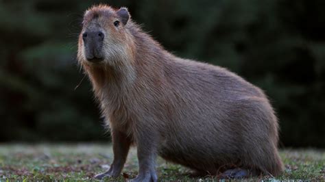 Earth’s Largest Rodents Were Smaller Than We Once Thought - The New