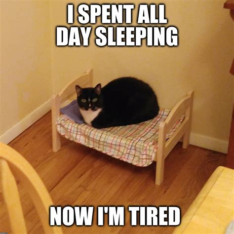 30 Cat Memes For Sleepyheads Who Despise Being Woken Up In The Morning