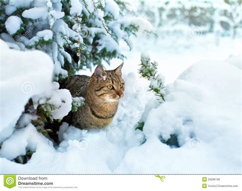 Cat Under The Snowy Tree Stock Image Image Of Season 29286199