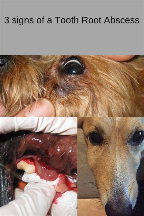 Dog With Tooth Root Abscess Dogs Cute Dogs Dog Cat