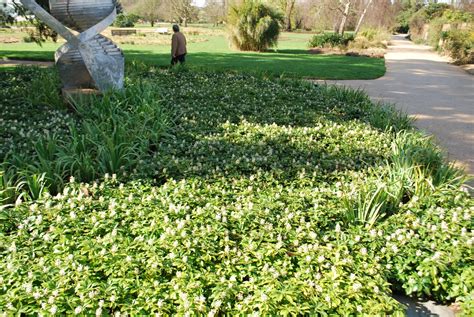 Full shade to part sun with some morning or evening sun. Pachysandra Terminalis | Emerald Plants