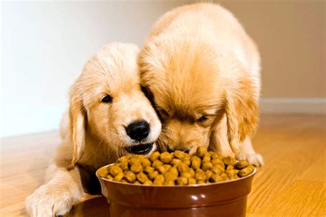 Curiosidades Sobre La Alimentación De Los Perros • Flipa ⚡ Fast And Fun