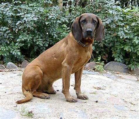 Bavarian Mountain Hound Dog Dog Breeds Bavarian Mountain Hound Dog